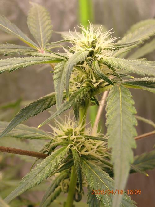 Sour Jealousy Auto. Week 9 - Day #63
