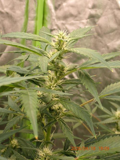 Sour Jealousy Auto. Week 9 - Day #63