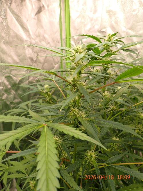 Sour Jealousy Auto. Week 9 - Day #63