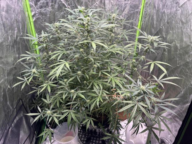 Sour Jealousy Auto. Week 9 - Day #64