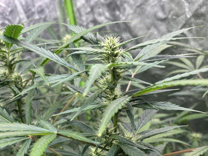 Sour Jealousy Auto. Week 9 - Day #64