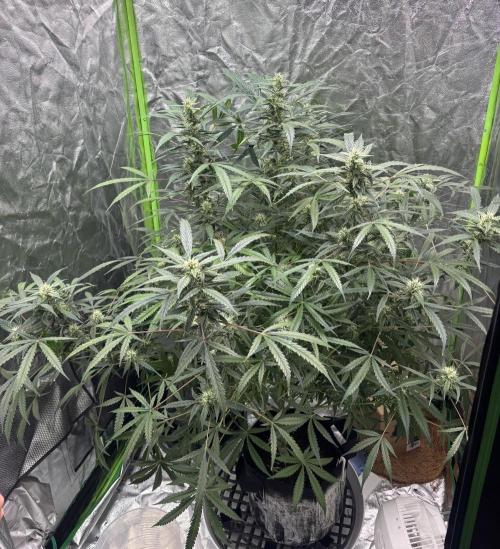 Sour Jealousy Auto. Week 10 - Day #69