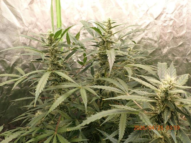 Sour Jealousy Auto. Week 10 - Day #70