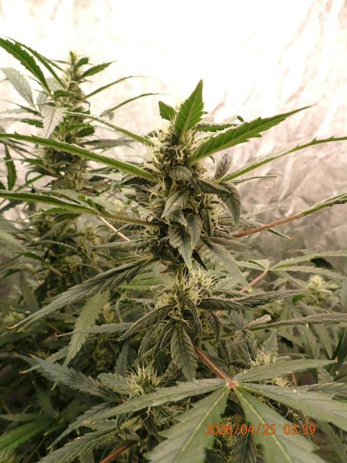 Sour Jealousy Auto. Week 10 - Day #70