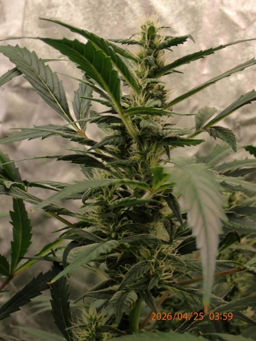 Sour Jealousy Auto. Week 10 - Day #70