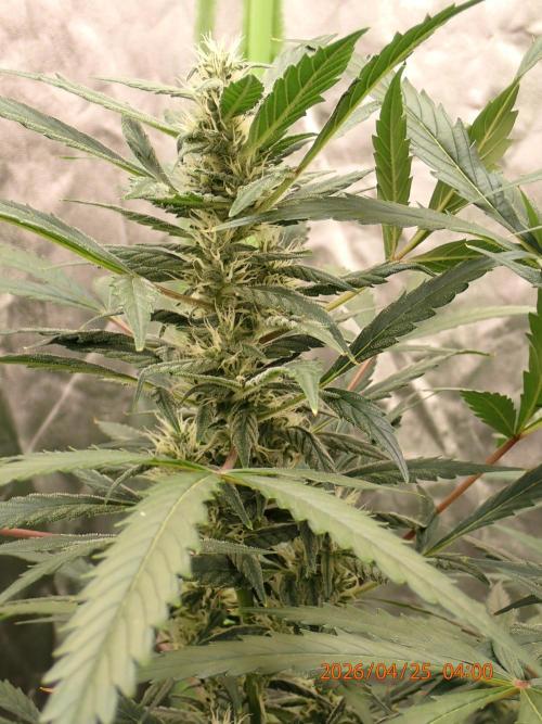 Sour Jealousy Auto. Week 10 - Day #70