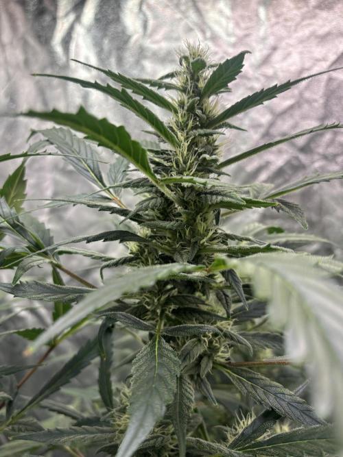 Sour Jealousy Auto. Week 10 - Day #71