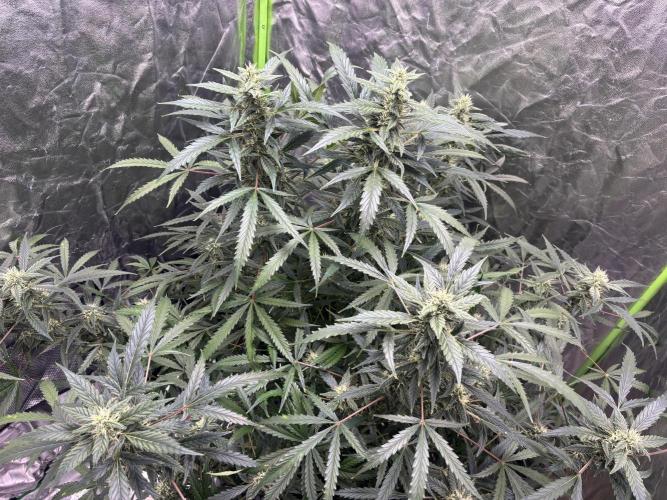 Sour Jealousy Auto. Week 10 - Day #71