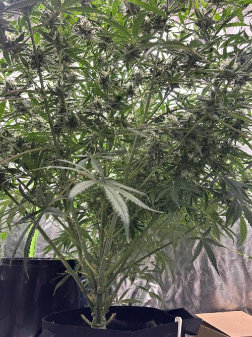 Sour Jealousy Auto. Week 11 - Day #75