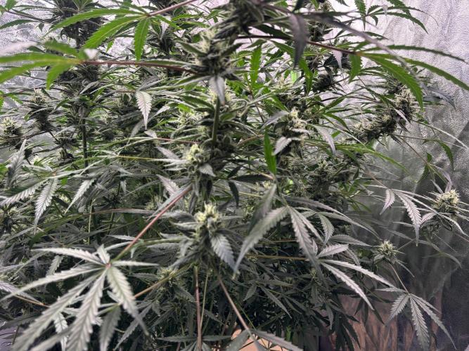 Sour Jealousy Auto. Week 11 - Day #75
