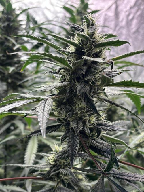 Sour Jealousy Auto. Week 11 - Day #75