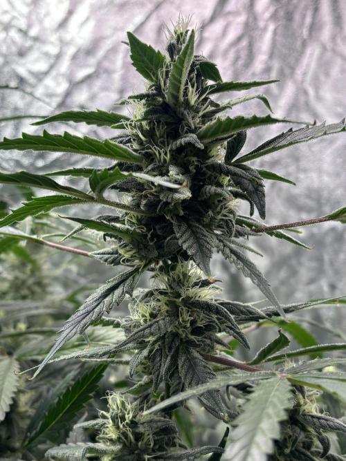 Sour Jealousy Auto. Week 11 - Day #75