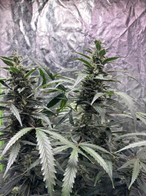 Sour Jealousy Auto. Week 11 - Day #75