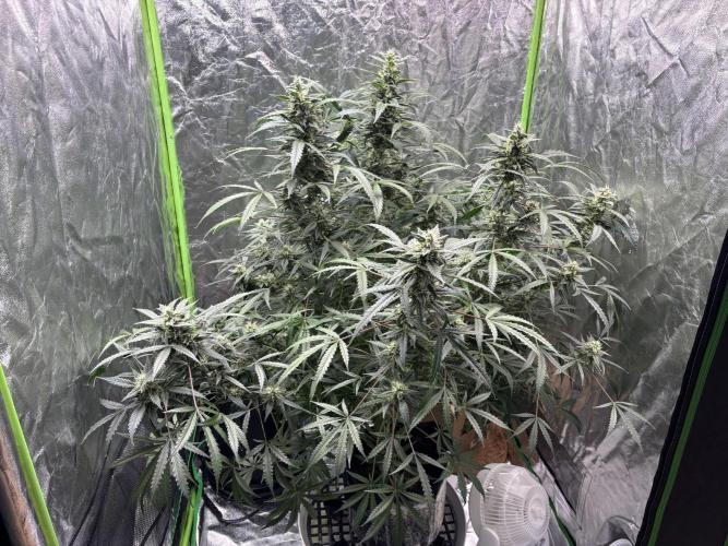 Sour Jealousy Auto. Week 11 - Day #75