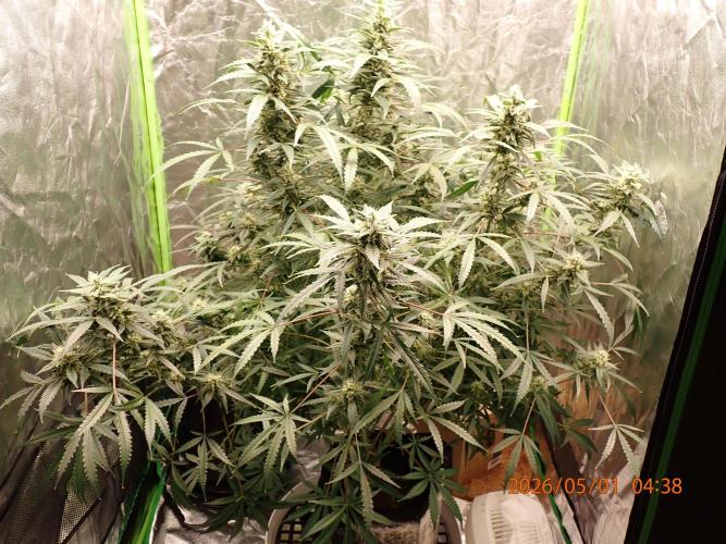 Sour Jealousy Auto. Week 11 - Day #75