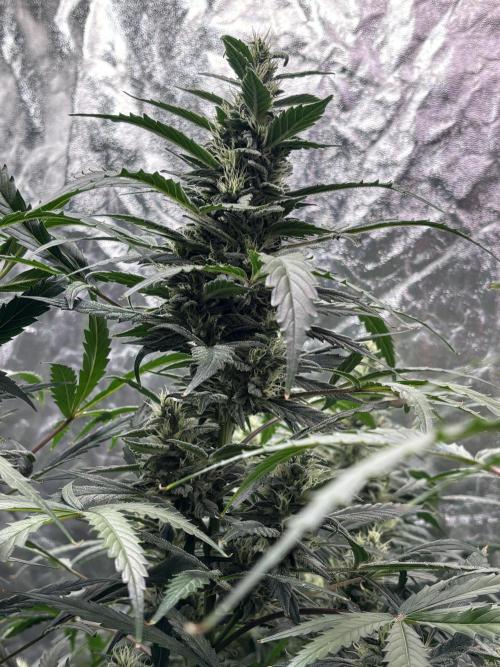 Sour Jealousy Auto. Week 11 - Day #75