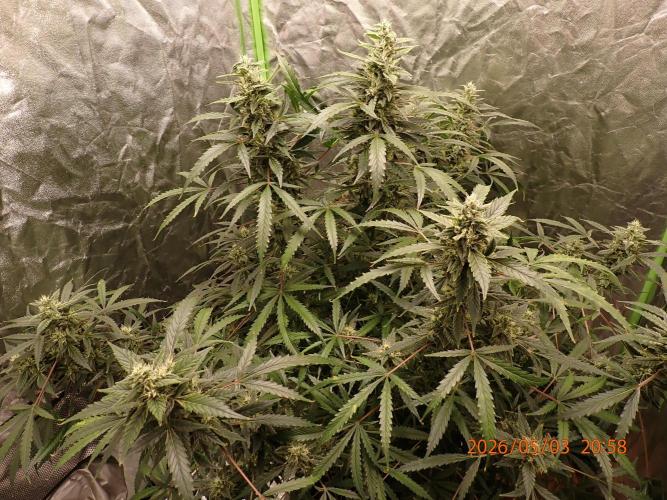 Sour Jealousy Auto. Week 11 - Day #78