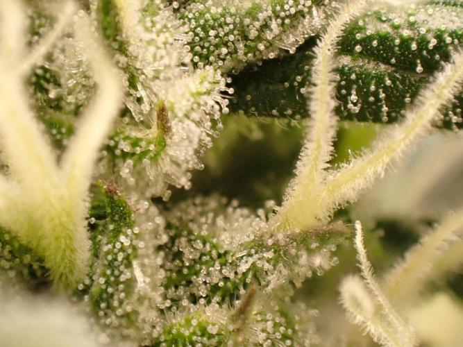 Sour Jealousy Auto. Week 11 - Day #78