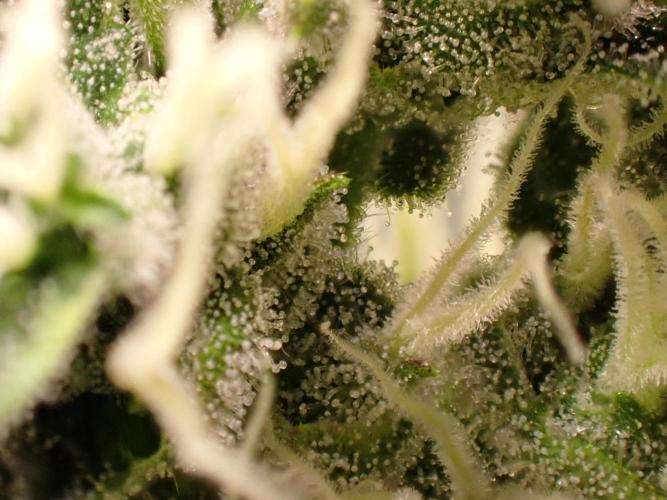 Sour Jealousy Auto. Week 11 - Day #78