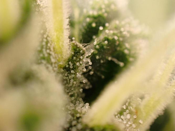 Sour Jealousy Auto. Week 11 - Day #78