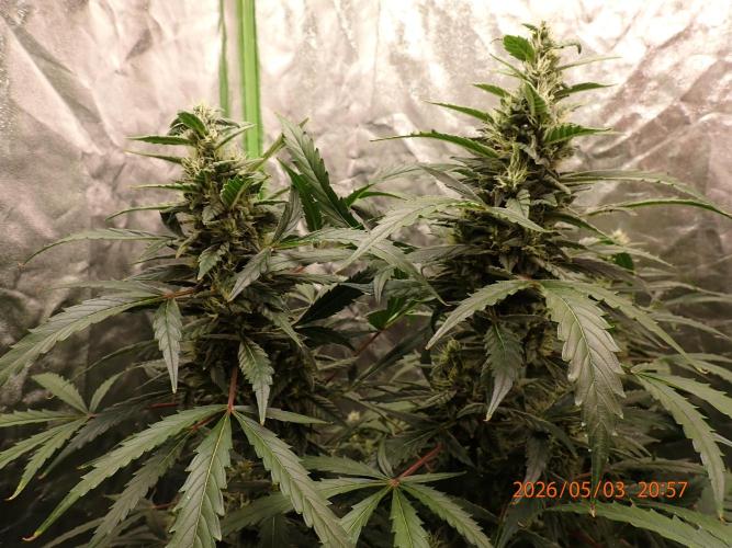 Sour Jealousy Auto. Week 11 - Day #78
