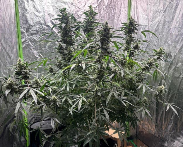 Sour Jealousy Auto. Week 12 - Day #80