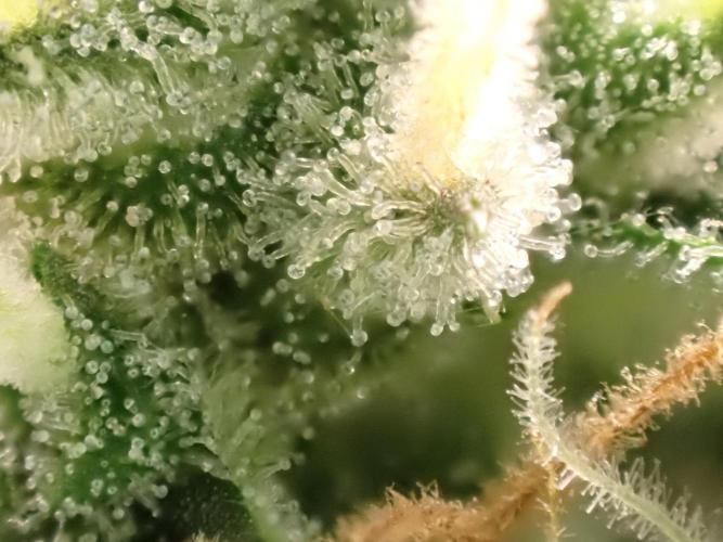 Sour Jealousy Auto. Week 12 - Day #80