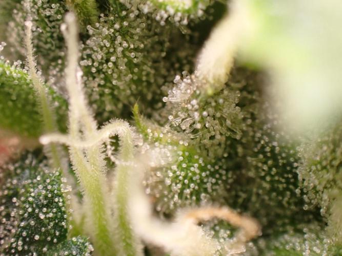 Sour Jealousy Auto. Week 12 - Day #80