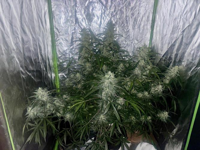 Sour Jealousy Auto. Week 12 - Day #81