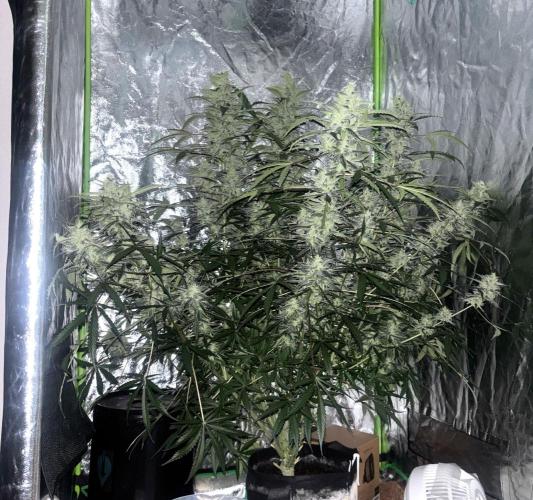 Sour Jealousy Auto. Week 12 - Day #81