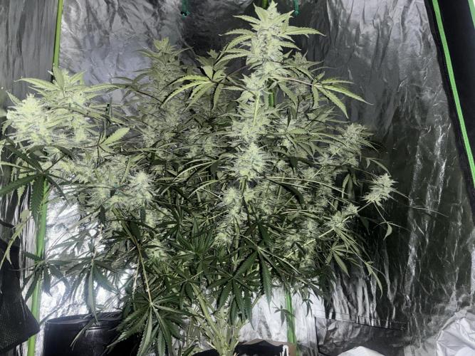 Sour Jealousy Auto. Week 12 - Day #81
