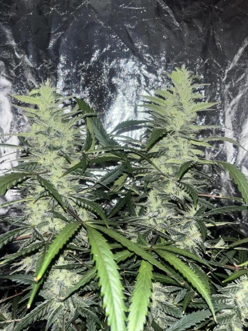 Sour Jealousy Auto. Week 12 - Day #81