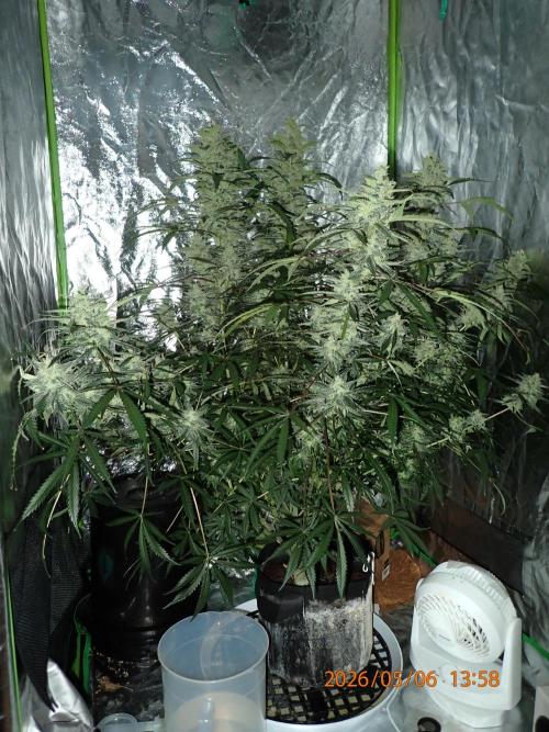 Sour Jealousy Auto. Week 12 - Day #81