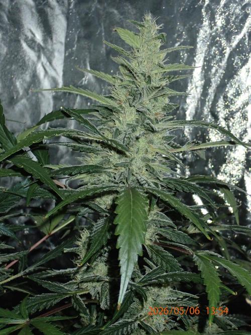 Sour Jealousy Auto. Week 12 - Day #81