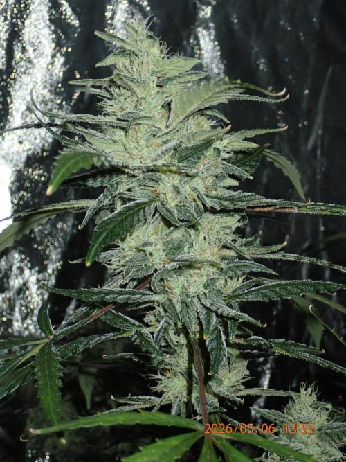 Sour Jealousy Auto. Week 12 - Day #81