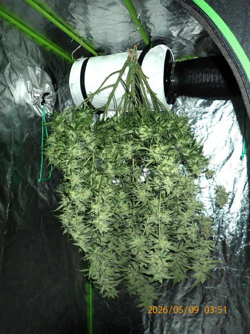 Sour Jealousy Auto. Week 13 - Day #83