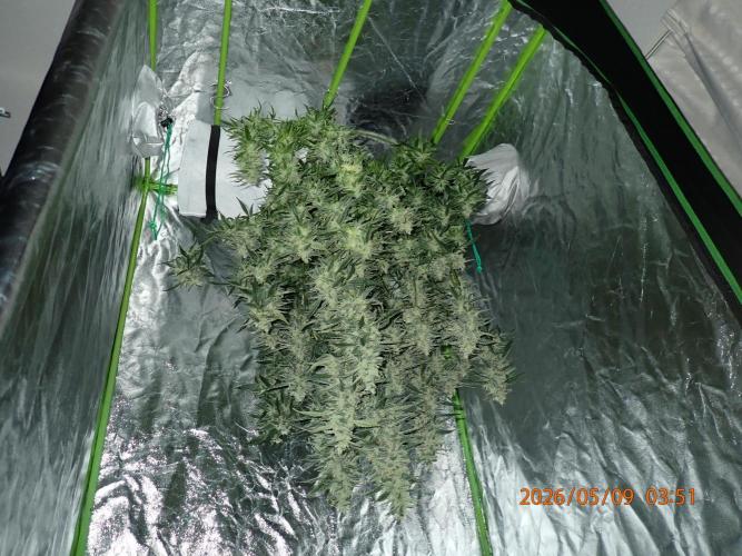 Sour Jealousy Auto. Week 13 - Day #83