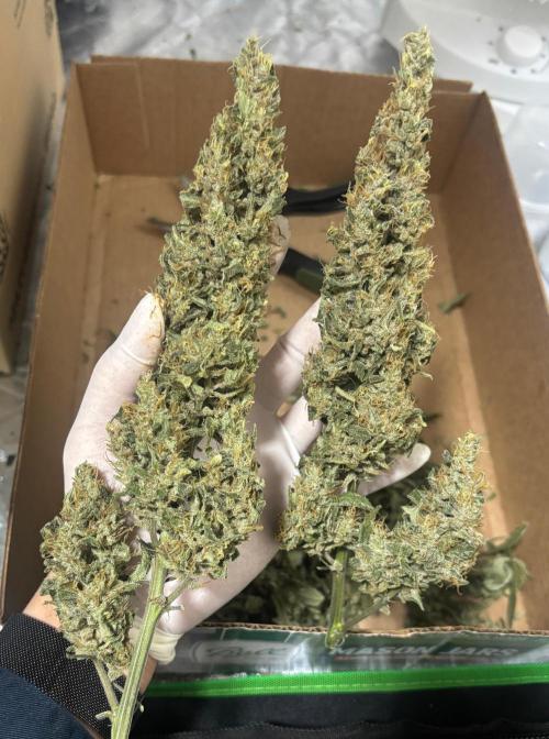 Sour Jealousy Auto. Week 13 - Day #95