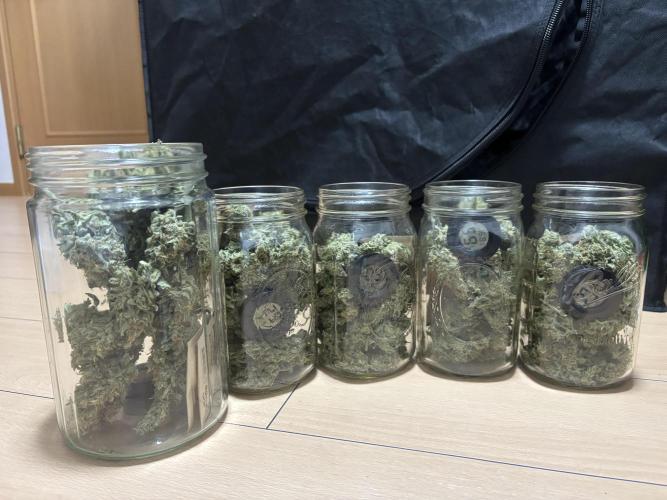 Sour Jealousy Auto. Week 13 - Total:135gram