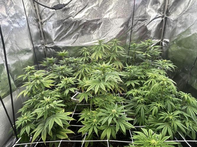 I can’t decide so I do them all. Week 8