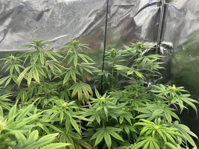 I can’t decide so I do them all. Week 8