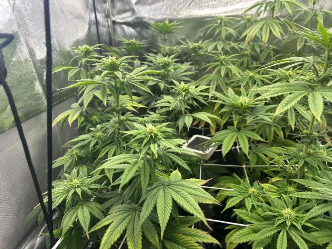 I can’t decide so I do them all. Week 8