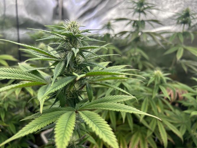 I can’t decide so I do them all. Week 9 - Permanent marker