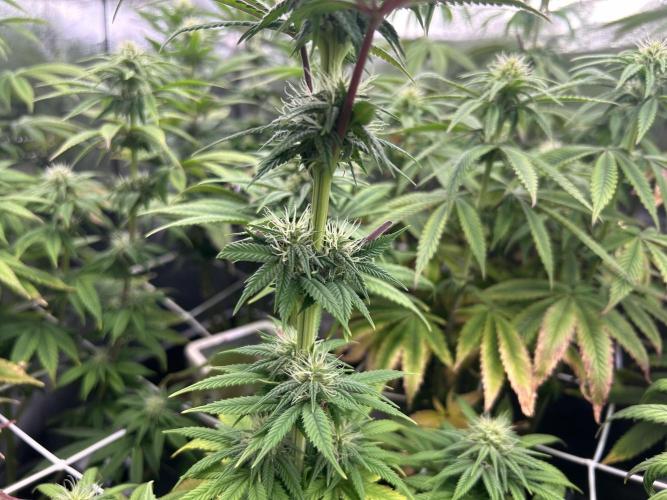 I can’t decide so I do them all. Week 9 - Permanent marker