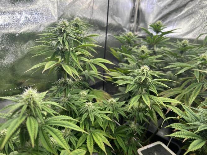 I can’t decide so I do them all. Week 9 - Mimosa Evo