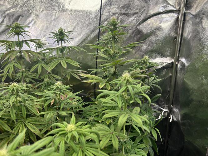 I can’t decide so I do them all. Week 9 - Lemon cherry gelato