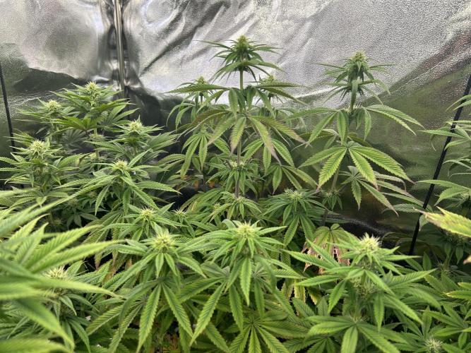 I can’t decide so I do them all. Week 9 - Blue zushi