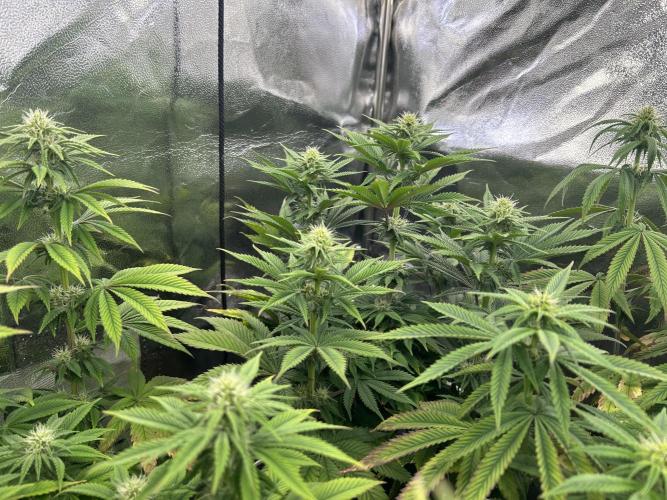 I can’t decide so I do them all. Week 9 - Super boof