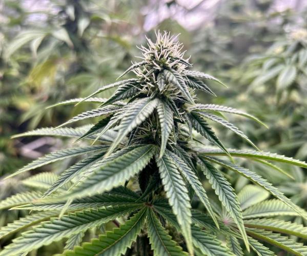 I can’t decide so I do them all. Week 10 - Permanent Marker