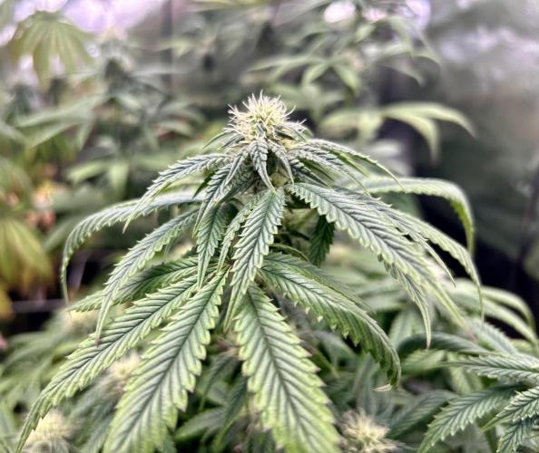 I can’t decide so I do them all. Week 10 - Black Cherry Gusher